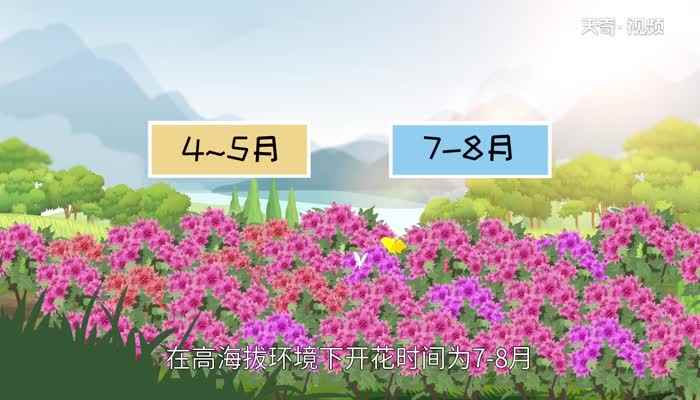 杜鹃花什么时候开 杜鹃花几月开花