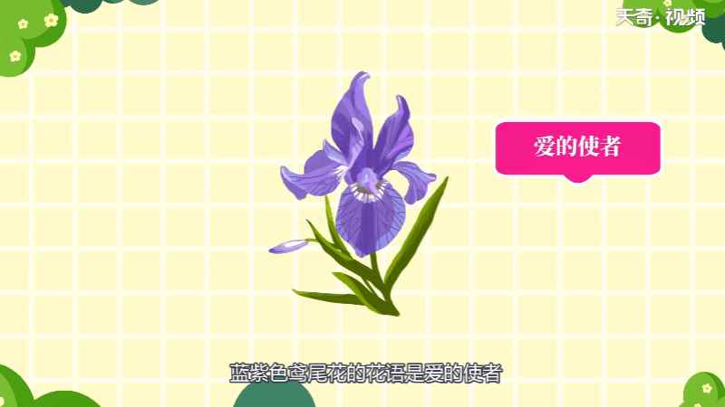鸢尾花花语(白色鸢尾花的花语是纯真、纯洁)