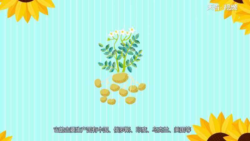 马铃薯是根还是茎 马铃薯到底是根还是茎