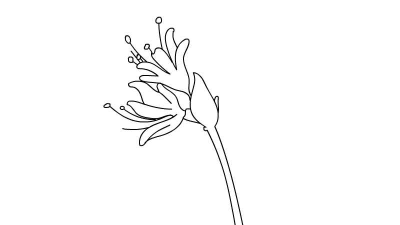 彼岸花简笔画(画出彼岸花的梗和花心)