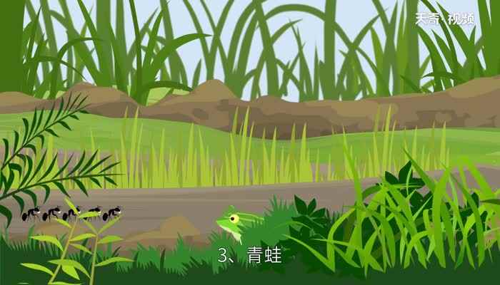 蚂蚁的天敌是什么动物吗