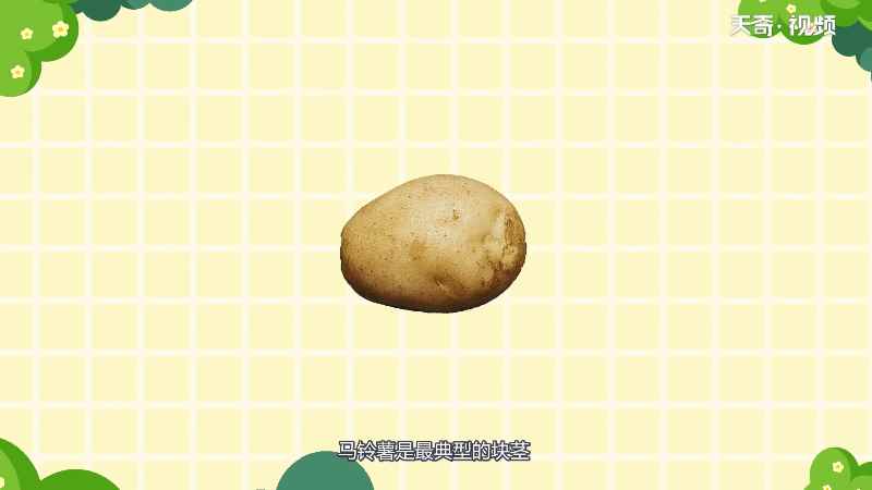 马铃薯是根还是茎 马铃薯到底是根还是茎