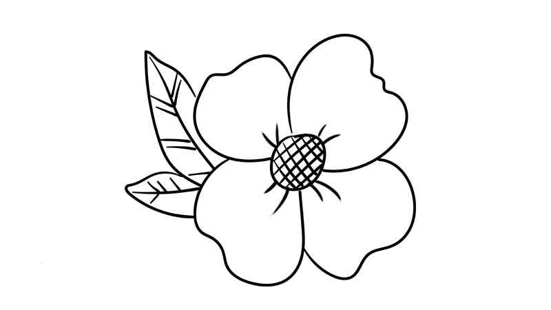 花简笔画(花的花蕊和两片花瓣的区别)