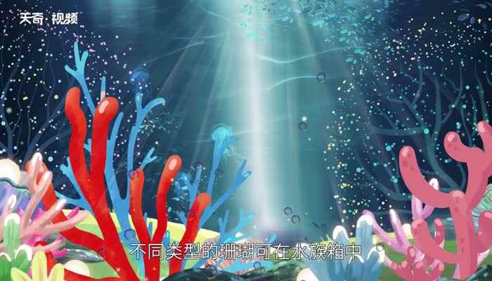 珊瑚是不是生物  珊瑚是动物吗