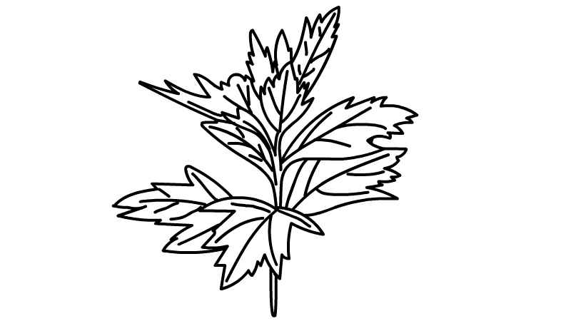 端午节艾草简笔画怎么画(艾草的叶子和枝干的区别)