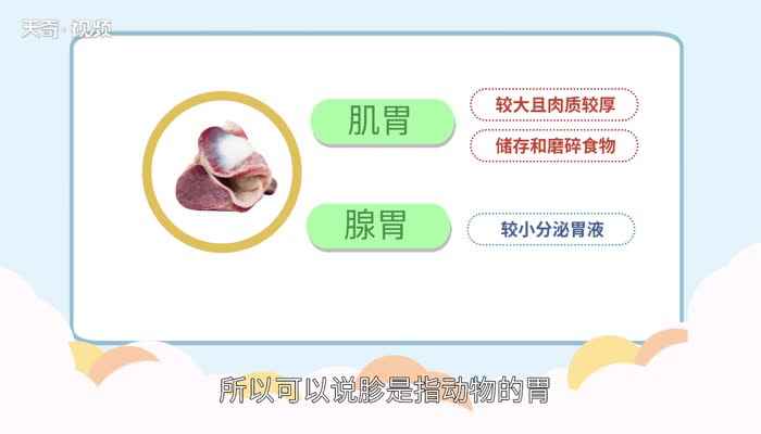 小郡肝是什么部位(青椒蒜苗炒泡椒很多种吃法)