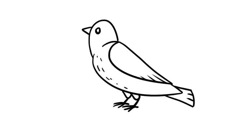 白鸽简笔画(白鸽简笔画简单又好看)