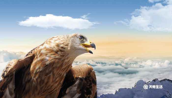 天高任鸟飞整首诗句 天高任鸟飞的全诗