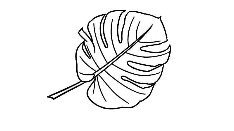 芭蕉叶简笔画怎么画(芭蕉叶的轮廓是怎样的)