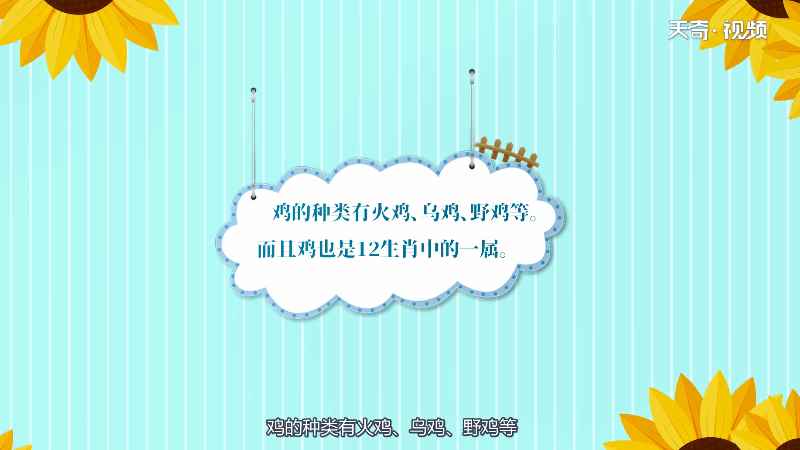 鸡为什么不会飞 鸡为何会飞