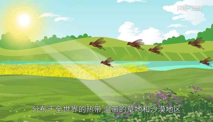 蝗虫和蚂蚱的区别有哪些