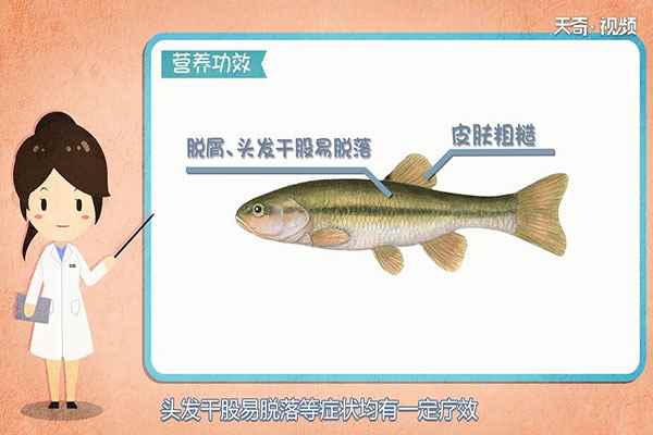 鲢鱼的功效与作用(鲢鱼适合与哪些食物进行搭配)