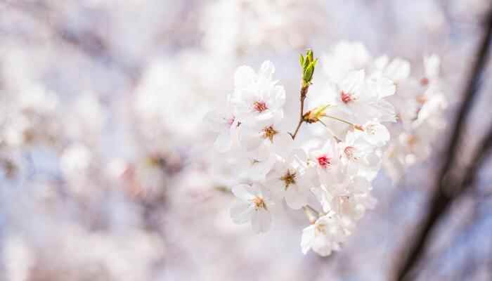 草木之春不久归百般红紫斗芳菲的意思 草木知春不久归译文