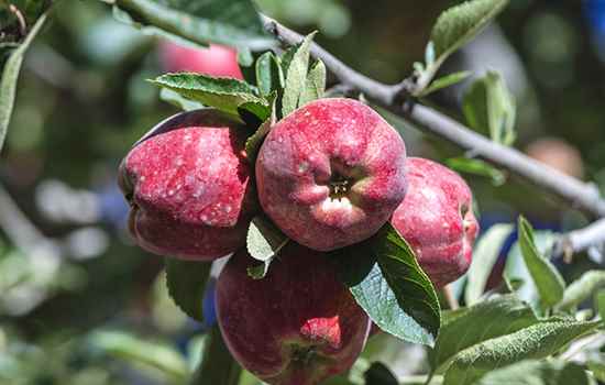 新疆有哪些特色水果(新疆特色水果有喀纳斯蜜瓜、尉犁甜瓜、一〇三团)