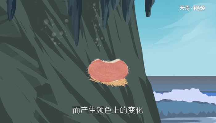 血燕是什么东西做成的(血燕是来自于金丝燕筑于山洞岩壁上的巢)