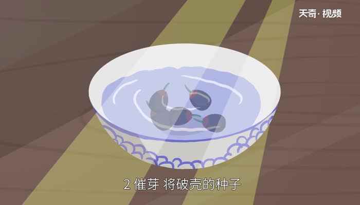 碗莲的种植方法 碗莲怎么种植才正确