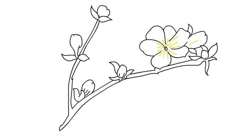 迎春花简笔画(先画出迎春花的枝干和小花苞)