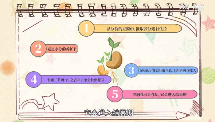 绿豆的生长过程十分简单