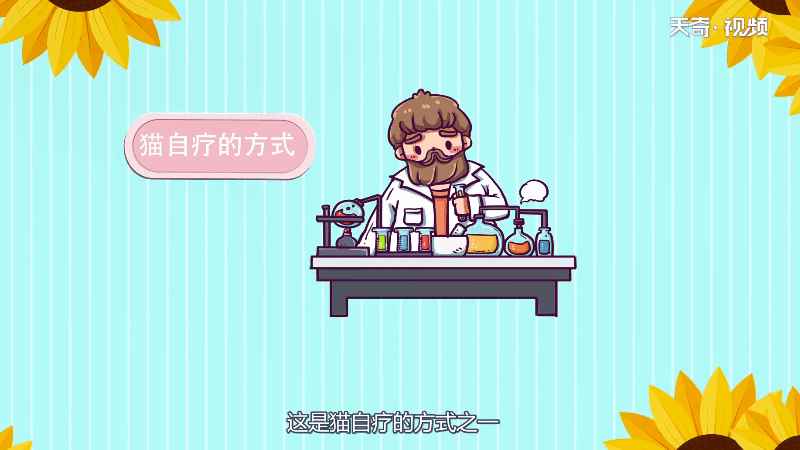 猫有九条命是真的吗 猫有九条命是不是真的