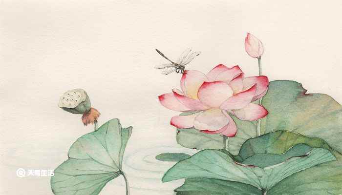 小池古诗译文和赏析(全诗第一句“小荷才露尖尖角”描绘了荷叶初出水端还没有舒展开的)