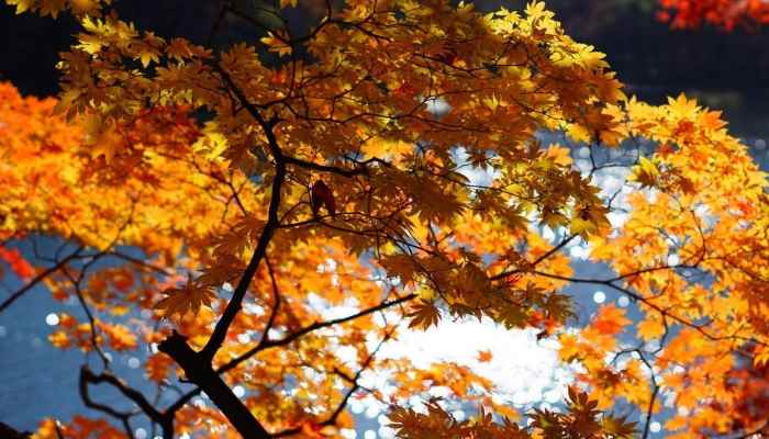 立秋节气的人生感悟句子有哪些 立秋节气的人生感悟句子精选