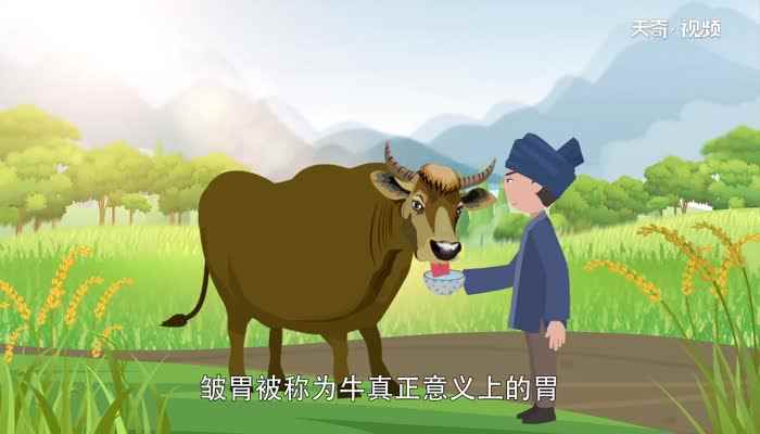 牛有几个胃 牛胃分别叫什么