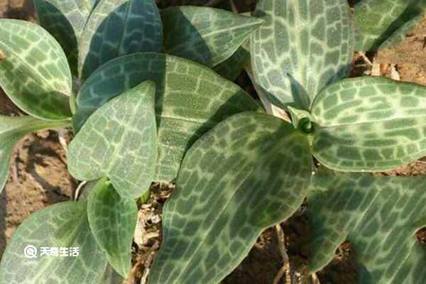 斑叶兰的功效与作用(核心功效补肾益气、润肺止咳、活血化瘀)