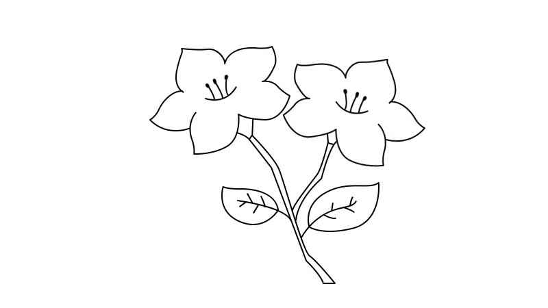 杜鹃花简笔画教程(杜鹃花涂上颜色就可以了)