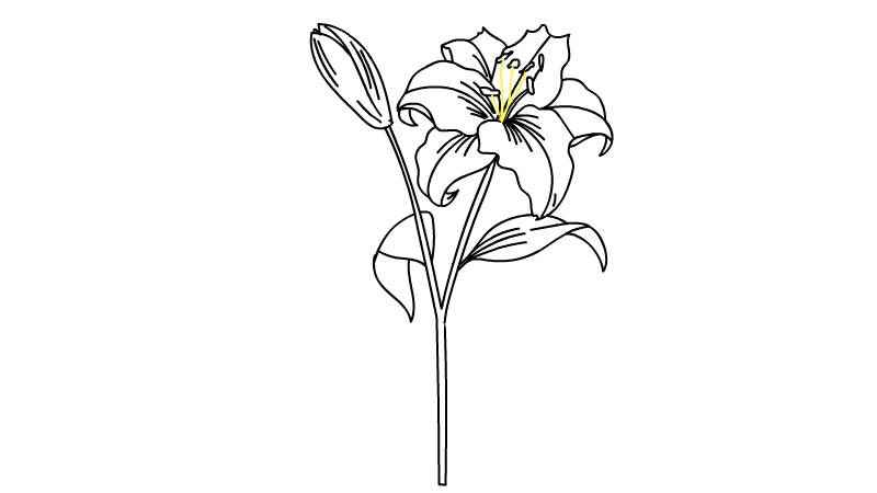 百合花简笔画(画出百合花的花蕊和花杆以及叶子)