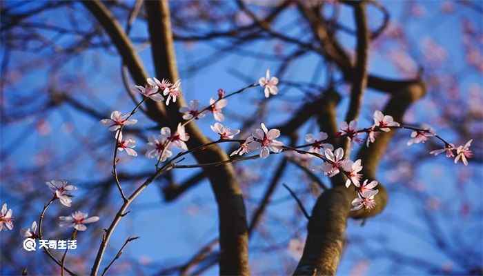 什么一枝红杏出墙来 一枝红杏出墙来上一句是什么