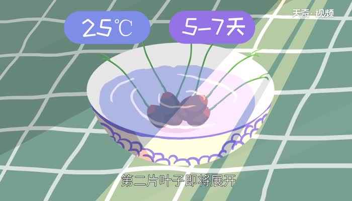 碗莲的种植方法 碗莲怎么种植才正确