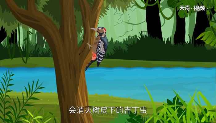 蚂蚁的天敌是什么动物吗