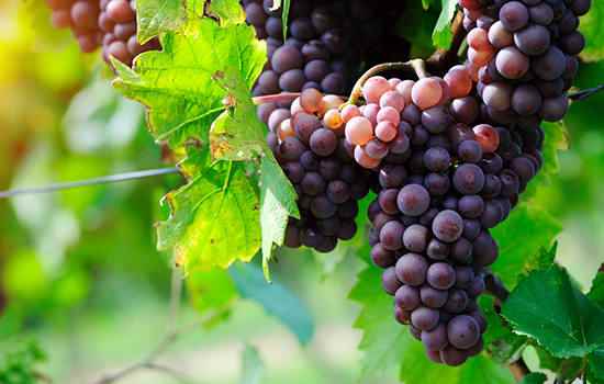 镇江有哪些特产(镇江的特产有镇江肴肉、镇江香醋、丹阳黄酒、锅盖面、绒花制品、)