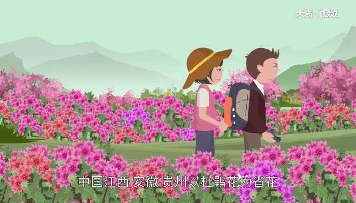 杜鹃花什么时候开 杜鹃花几月开花