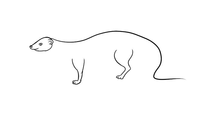 红颊獴简笔画(如何画出红颊獴的头部)