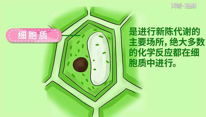 植物细胞的基本结构包括哪些(植物细胞的基本结构包括细胞壁)