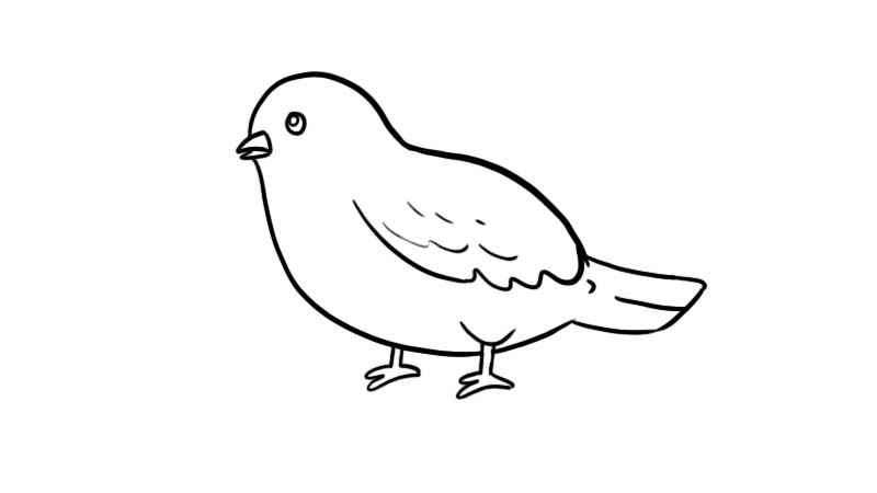 和平鸽简笔画(画出和平鸽的身体和嘴)