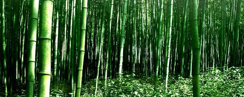 竹子的种类 竹子有哪些种类