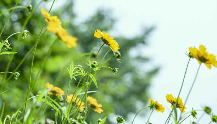 钱塘江春行的诗的意思  钱塘江春行的诗的译文