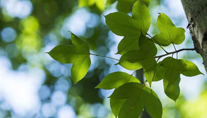 一年四季怎么划分月份(天文划分四季法)