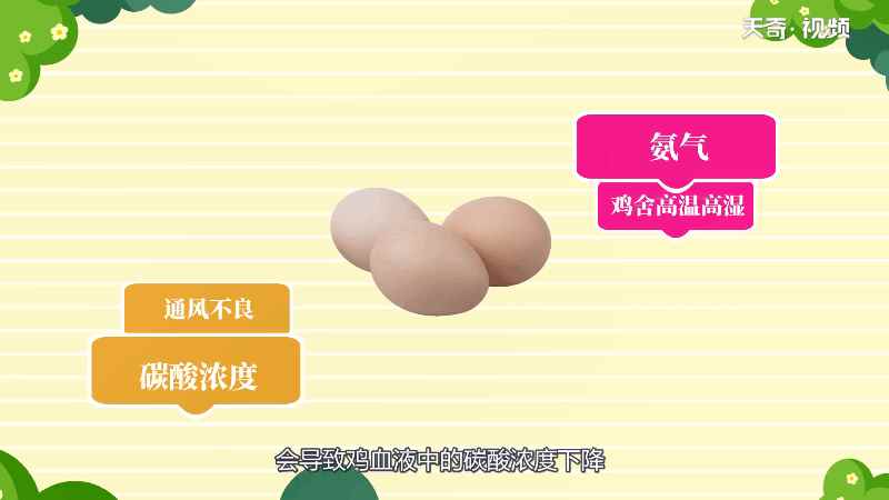 鸡为什么下软壳蛋(为什么有时候鸡会下软壳蛋)