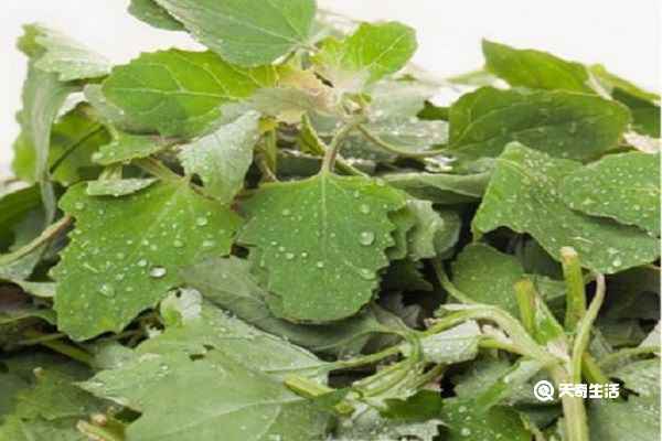 灰菜的功效与作用 灰菜主要有什么功效