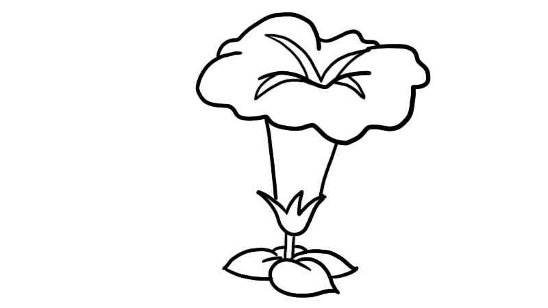 喇叭花简笔画(喇叭花的花朵部分是什么)