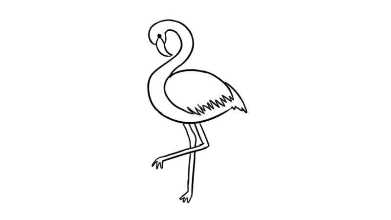 火烈鸟简笔画步骤(火烈鸟的身体和羽毛画法)