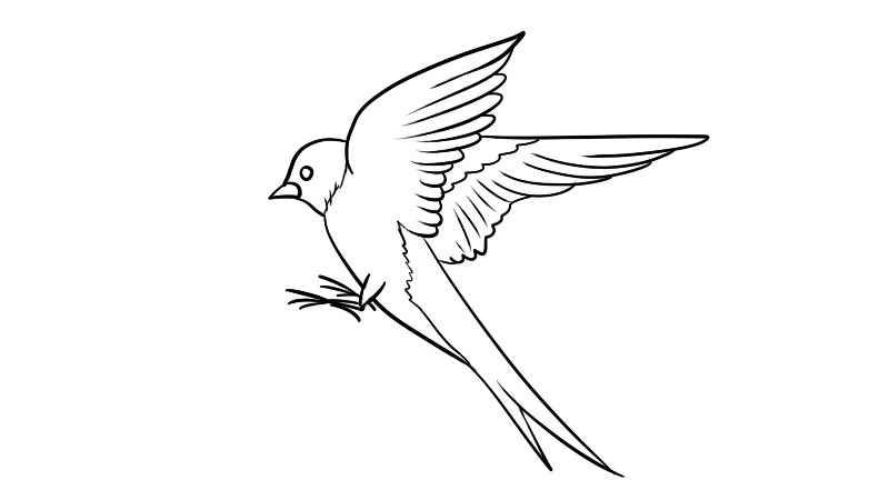 燕子简笔画(如何画出燕子的一只翅膀)