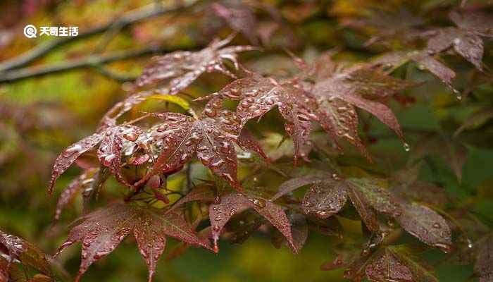 秋兴八首 其一译文 秋兴八首 其一翻译