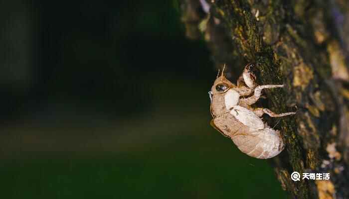 所见古诗的意思(牧童天真活泼机智灵活的性格和热爱大自然情趣的特点)