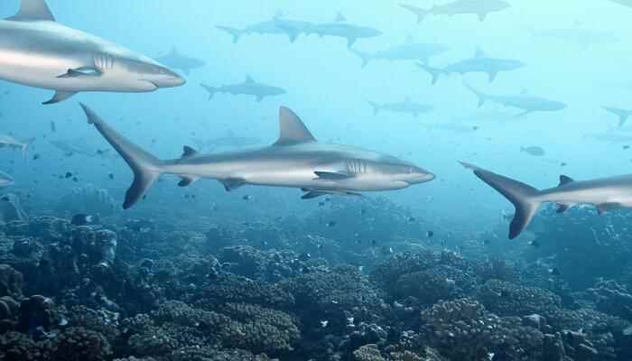 《海底两万里》每章的概括内容 海底两万里每个章节的概括