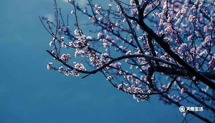 梅花香自苦寒来的上一句(“梅花香自苦寒来”的上一句是:宝剑锋从磨砺出)