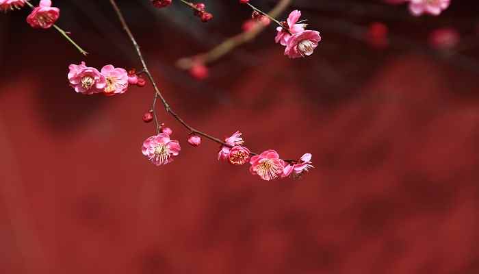 卜算子咏梅的译文 卜算子咏梅的译文是什么